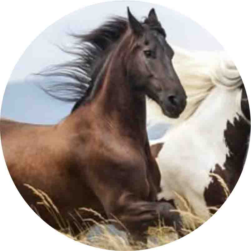 Groupe Facebook musulman(5,4 k members: ANGLAIS)