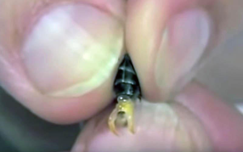 L'abdomen d'un insecte vivant est fermement pressé par des doigts humains, forçant les structures internes à faire saillie sous la contrainte.