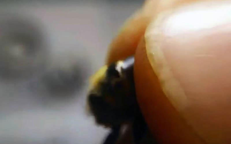 L'arrière du corps de l'insecte est serré et contraint, le soumettant à une manipulation mécanique agressive hors de son milieu naturel.