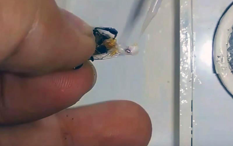Un instrument chirurgical s'approche directement des tissus mis à nu pendant que l'insecte est maintenu prisonnier entre les doigts.