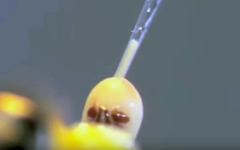 Une micropipette est insérée directement dans les fluides biologiques pour aspirer de force le contenu prélevé sur l'insecte immobilisé.