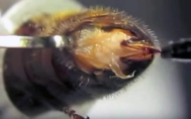 Sous un grossissement extrême, des pinces métalliques écartent les plaques abdominales pour fouiller l'intérieur du corps de l'animal.