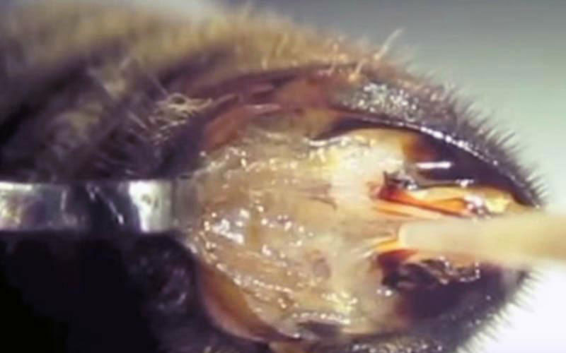 Les organes génitaux sont maintenus de force à l'extérieur par des instruments métalliques, violant complètement l'anatomie de l'insecte.