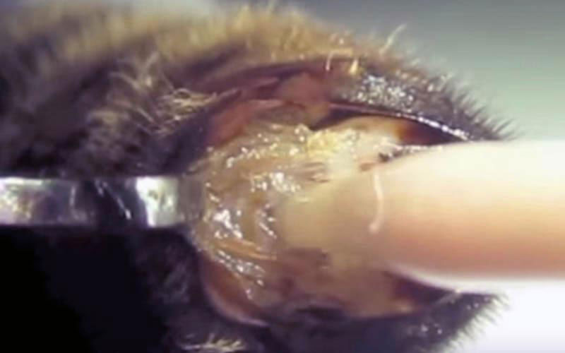 Un tube de prélèvement pénètre profondément dans les structures internes éversées pour aspirer les fluides reproductifs par contrainte mécanique.