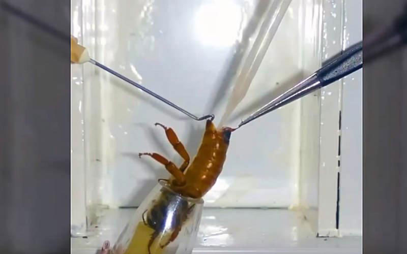 Une vue rapprochée montre les instruments maintenant le corps d'une reine pendant l'extraction agressive des fluides reproductifs.