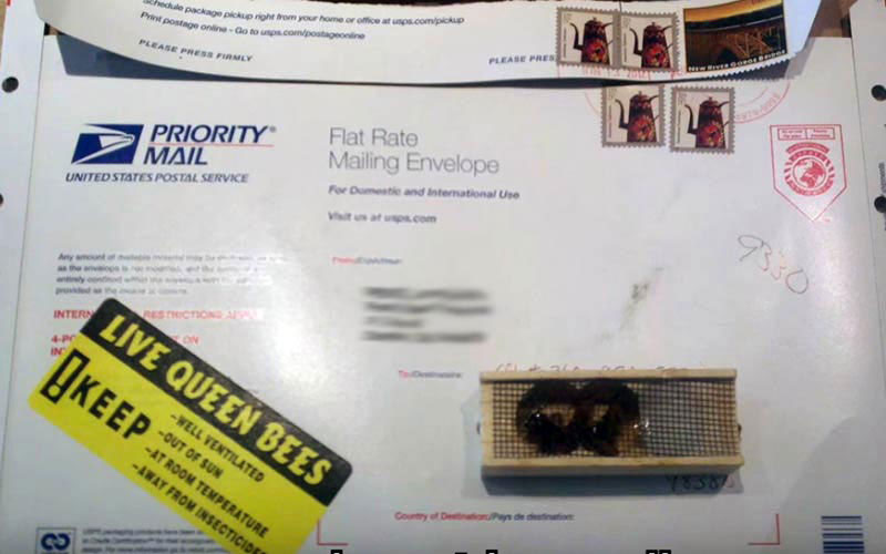 Une reine d'abeille enfermée dans une minuscule cage en bois est expédiée par la poste comme un simple colis commercial.