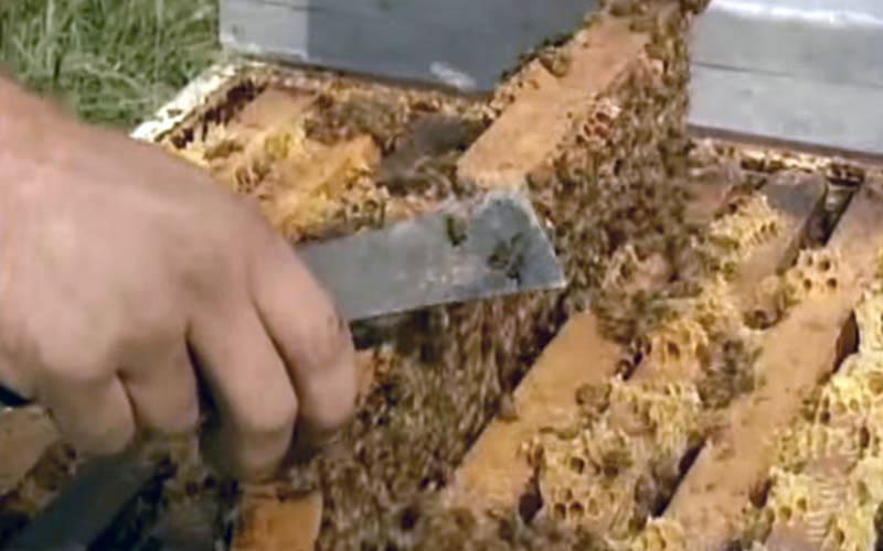 Un outil métallique sépare brutalement les cadres de la ruche au milieu de la masse grouillante des insectes.