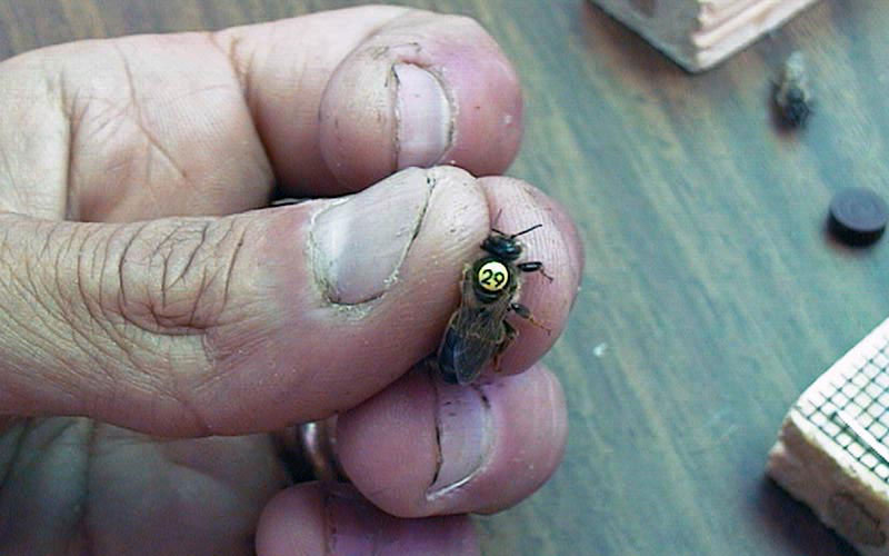 Une reine d'abeille portant un disque numéroté collé sur le dos est retenue entre les doigts d'un éleveur.