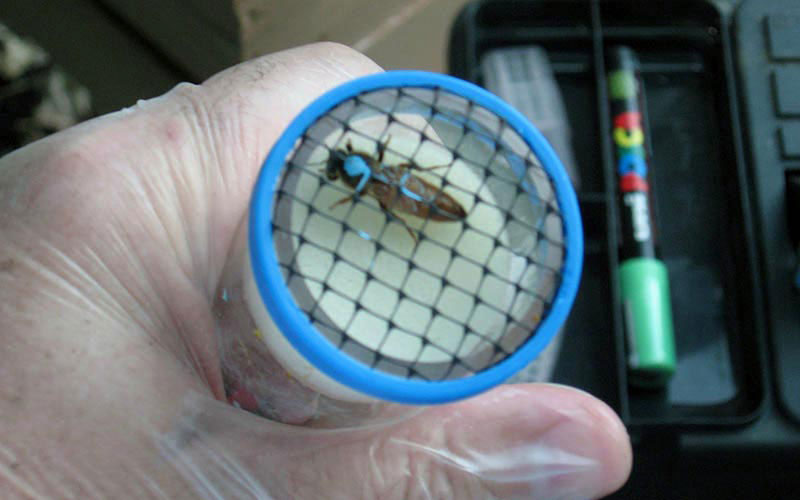 Une reine marquée au dos de bleu est enfermée dans un tube cylindrique muni d'une grille de confinement.