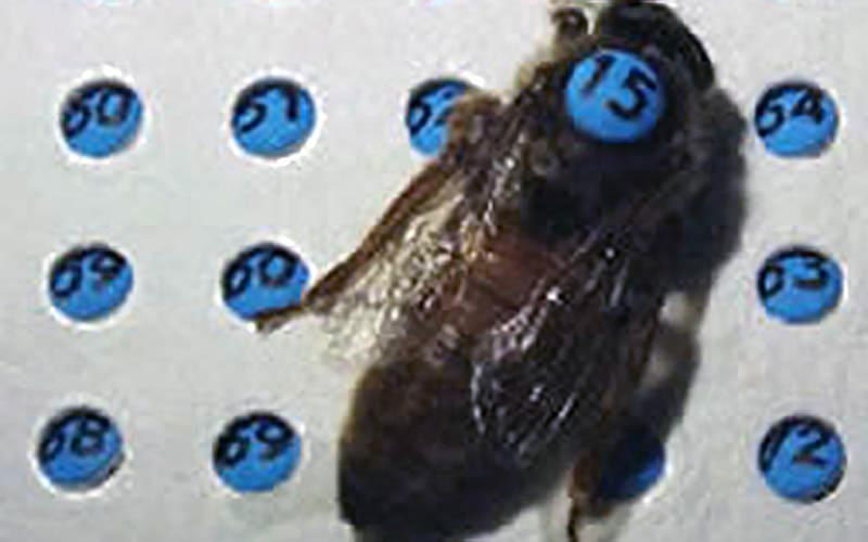 Une reine marquée du numéro 15 est disposée à côté d'une plaque d'identification numérotée pour le suivi d'élevage.
