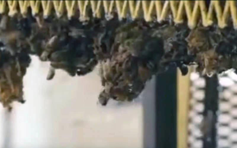 De nombreux insectes s'accrochent en grappe serrée aux structures suspendues d'une ruche.