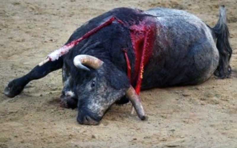 Un taureau gît au sol sur le sable, blessé et ensanglanté.
