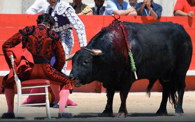 Un torero assis sur une chaise dans l'arène, face à un taureau blessé.
