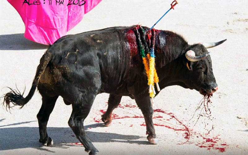 Un taureau debout dans l'arène avec des banderilles colorées dans le dos et du sang près de la bouche.