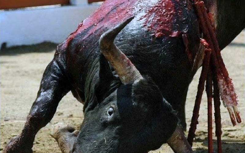 Un taureau blessé portant de multiples banderilles enfoncées dans le dos dans une arène.