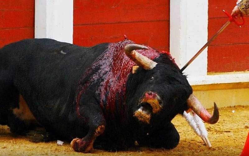 Un taureau gît épuisé et blessé sur le sol de l'arène, la langue pendante.
