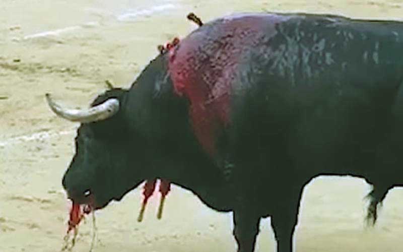 Un taureau crachant ou saignant abondamment par les nasaux pendant la corrida.