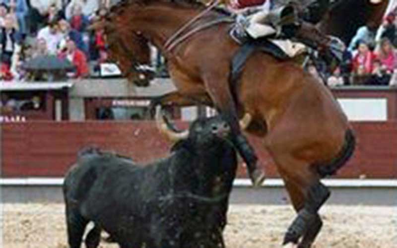 Un cheval de corrida se dresse sur ses pattes arrière face à un taureau dans l'arène.