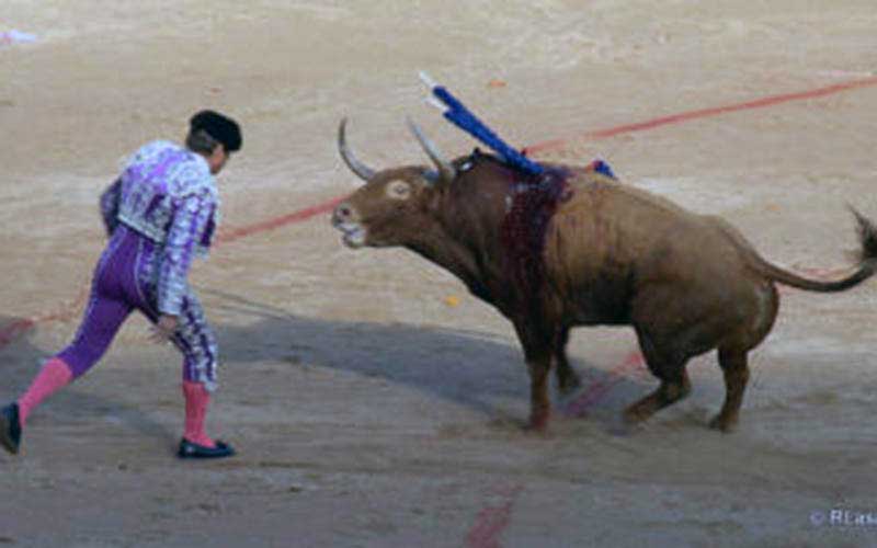 Un torero fait face à un taureau blessé portant des banderilles bleues dans l'arène.