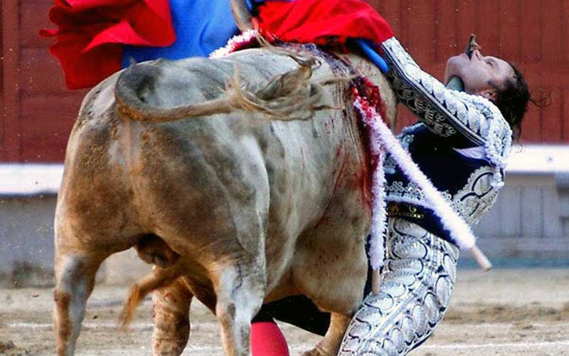 Un torero en difficulté encorné ou projeté au sol par un taureau.