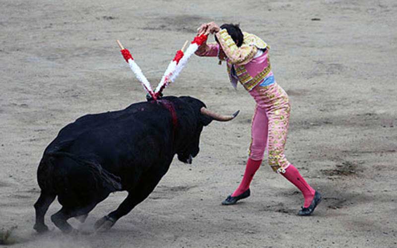 Un matador en habit de lumières rose et or plante des banderilles dans le dos d'un taureau en train de charger dans l'arène.
