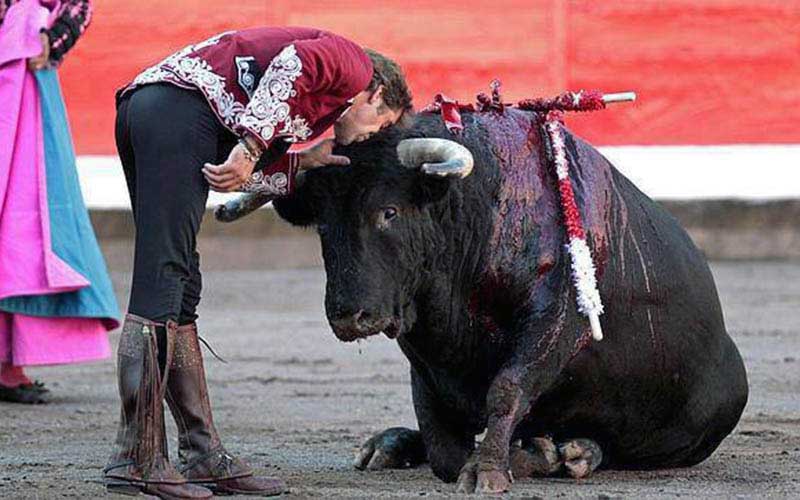 Un torero en costume traditionnel rend hommage ou se recueille devant un taureau blessé couché dans l'arène.