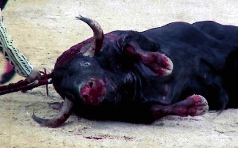 Un taureau blessé gît sur le sable de l'arène, avec une épée de mise à mort visible dans son dos. Un torero se tient à proximité.