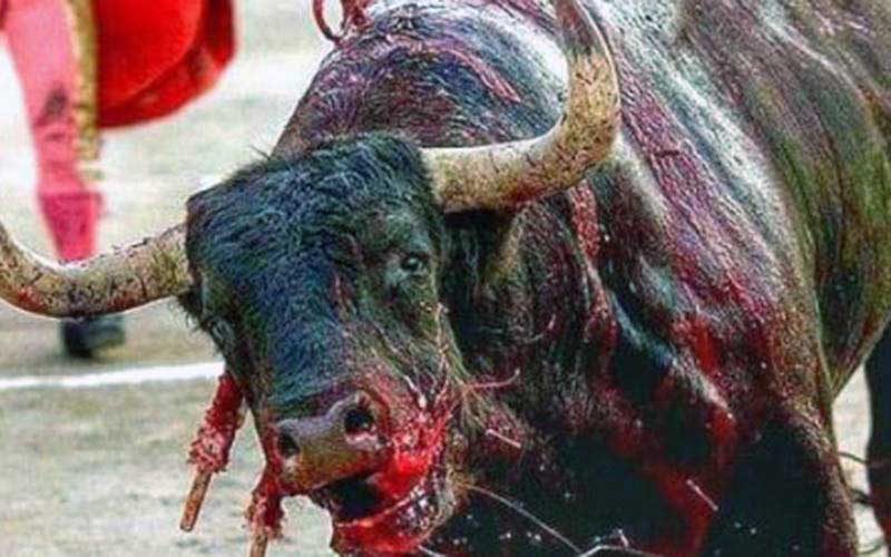 Un taureau blessé, couvert de sang, regarde droit devant lui dans l'arène.