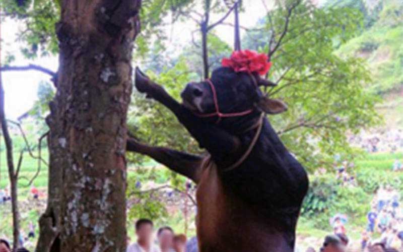 Un taureau dressé sur ses pattes arrière, orné d'une coiffe de fleurs rouges, touche un tronc d'arbre de sa patte.