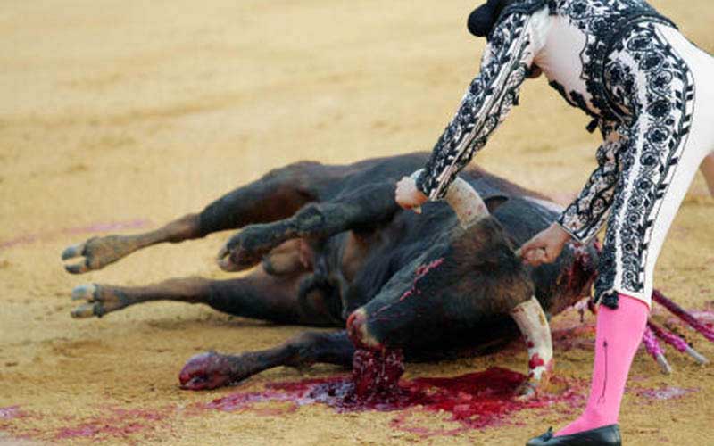 Un torero en costume traditionnel se tient près d'un taureau abattu dans l'arène.