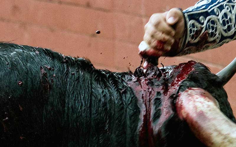 Gros plan sur la main d'un matador enfonçant une dague ou un outil de mise à mort dans le dos ou la nuque d'un taureau ensanglanté.