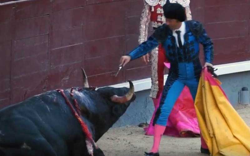 Un matador en costume bleu et noir s'apprête à donner un coup de dague à un taureau couché dans l'arène.