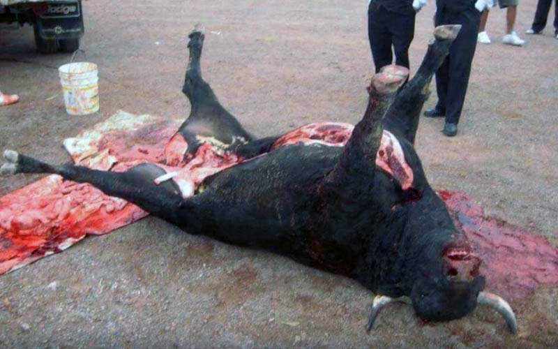 Un taureau abattu gît sur le dos, éviscéré et ensanglanté, sur une bâche dans l'arène avec des spectateurs en arrière-plan.