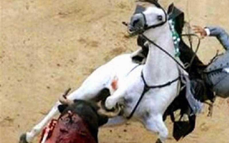 Un cheval blanc est renversé ou attaqué par un taureau ensanglanté dans l'arène.