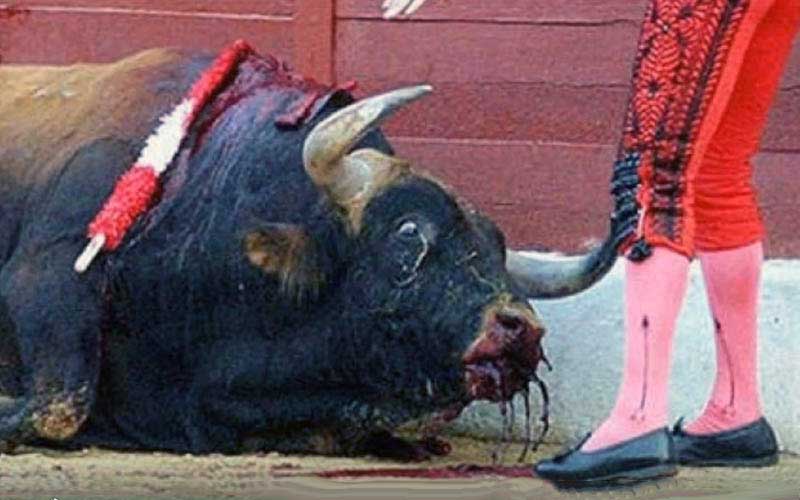 Un taureau blessé et ensanglanté est couché au sol, un torero se tenant près de sa tête.