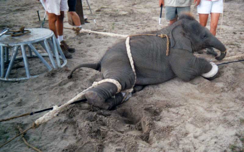 Un jeune éléphant ligoté et entravé par des cordes sur le sol au milieu de dresseurs.