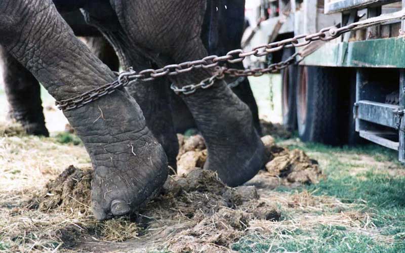 Les pattes d'éléphants attachées par de lourdes chaînes en métal à l'arrière d'un véhicule.