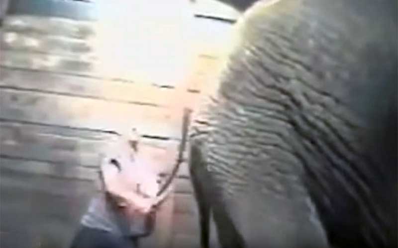 Un dresseur frappant un éléphant à l'aide d'un bâton près d'une structure en bois.