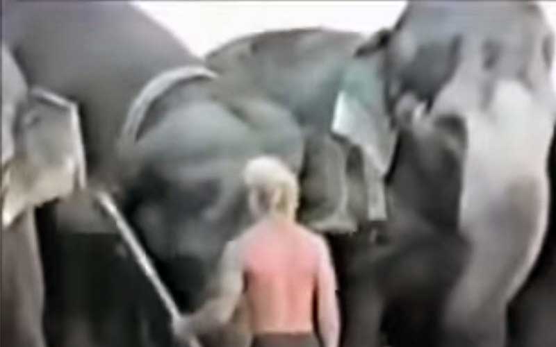 Un dresseur torse nu cerné par plusieurs éléphants dans l'enclos.