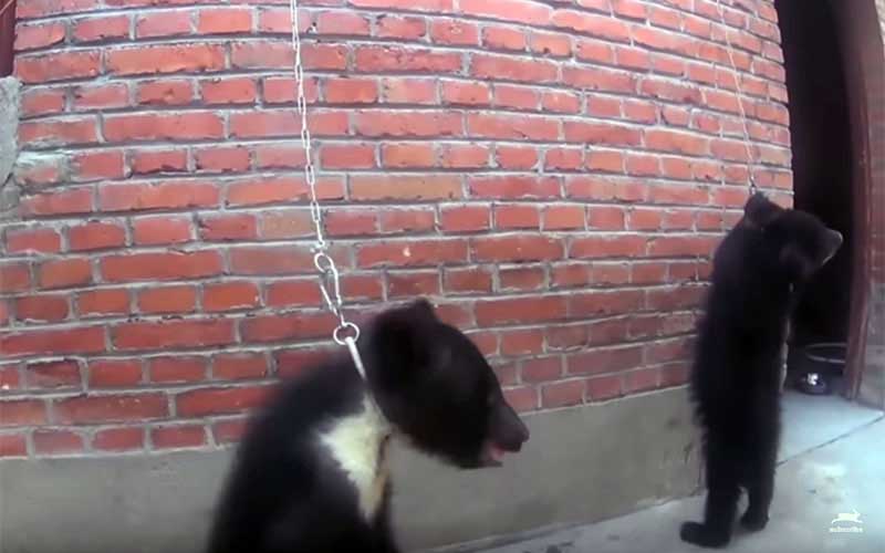 De jeunes ours enchaînés par le cou contre un mur de briques.