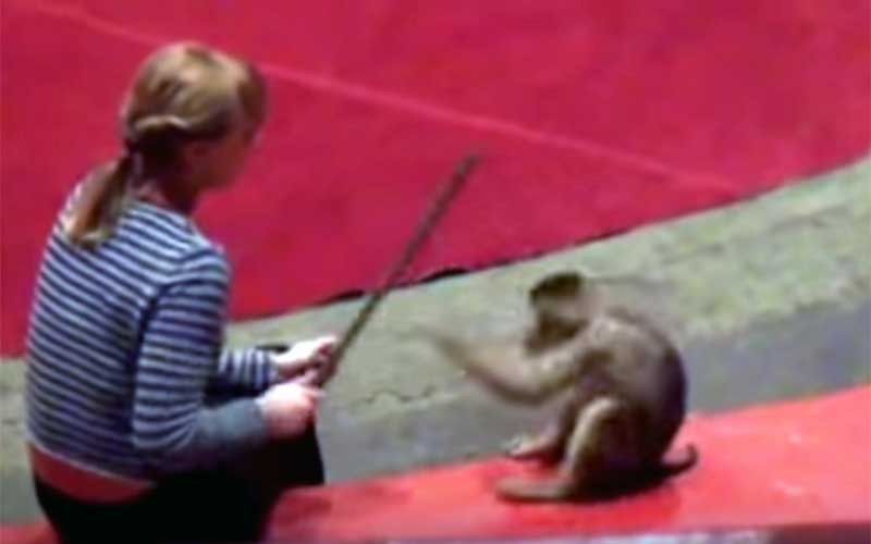 Avertissement : images de cirque.