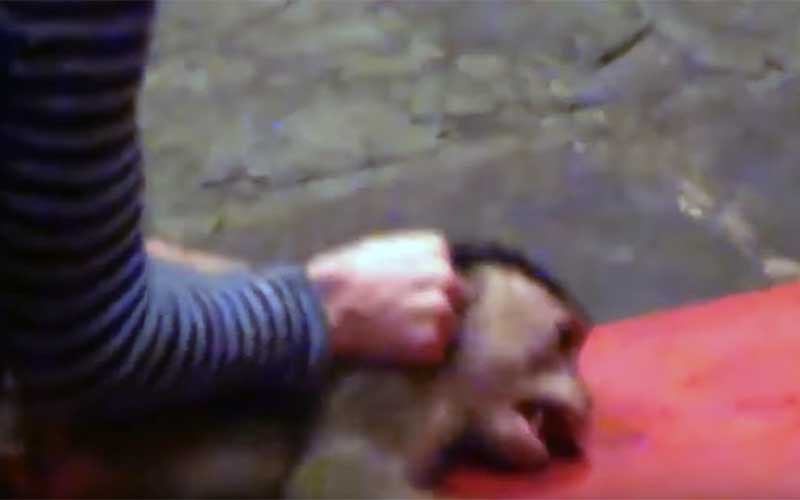 Une personne assise face à un petit singe dans une arène, tenant un bâton.