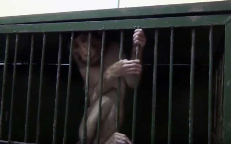 Gros plan d'une personne touchant ou saisissant la tête d'un petit singe.