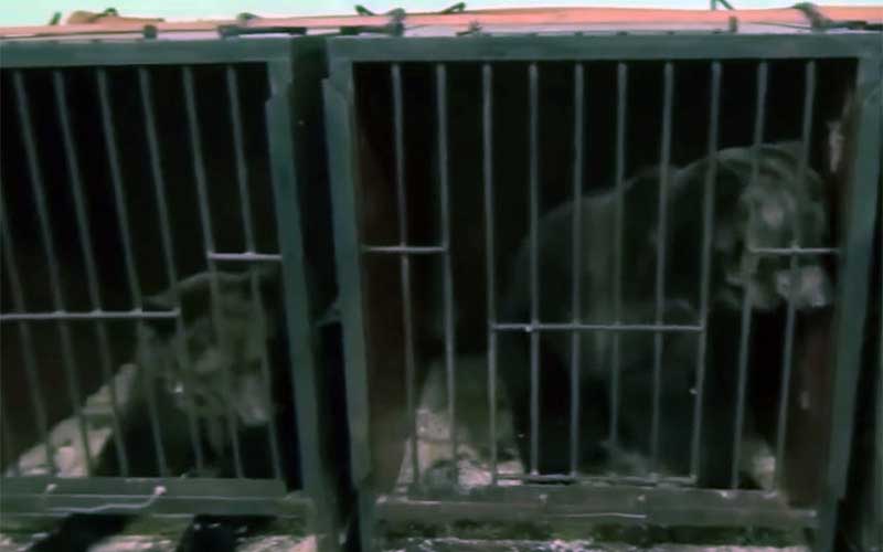 Un singe retenu à l'intérieur d'une cage métallique exigüe, agrippé aux barreaux.