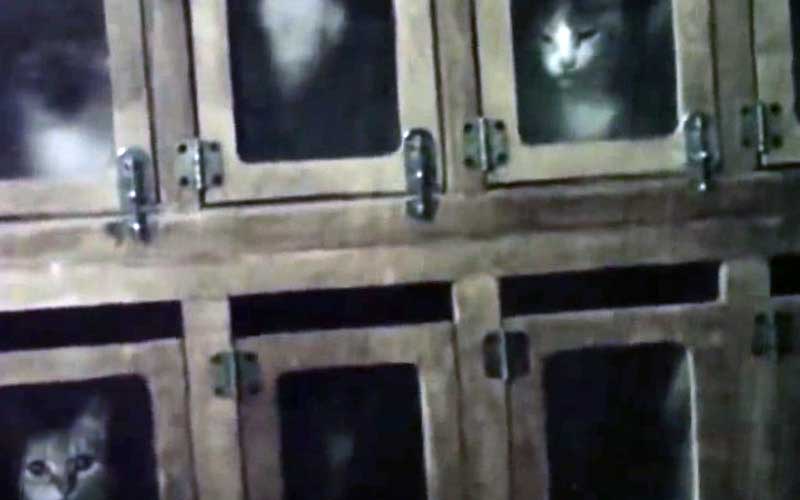 Des ours enfermés dans des cages métalliques sombres.