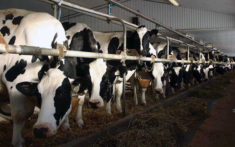 Des vaches alignées dans des stalles à l'intérieur d'une étable.