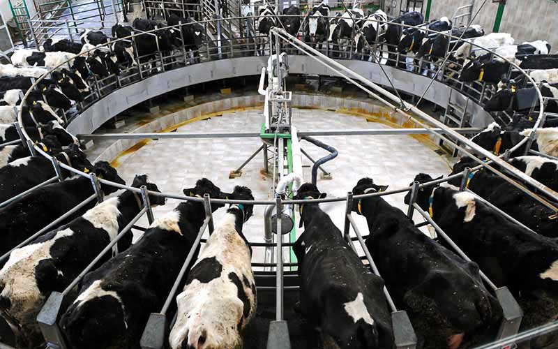Vue en plongée d'une salle de traite rotative circulaire avec des vaches installées en cercle.