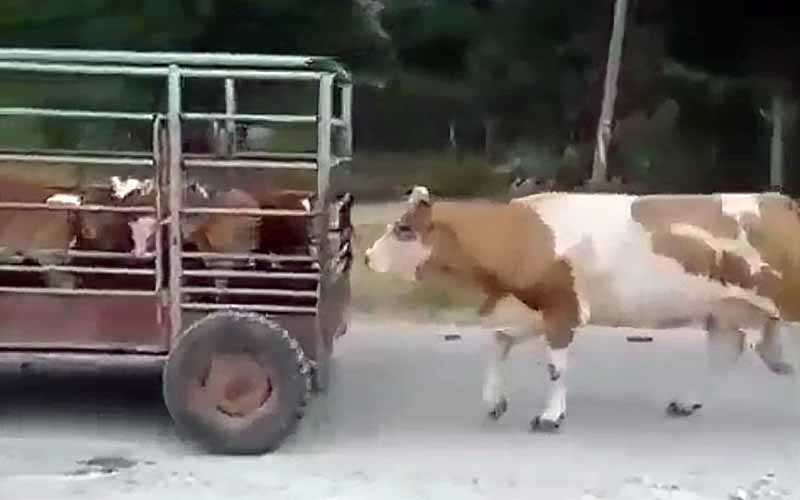 Une vache marche à côté d'une petite remorque transportant des veaux tirée sur une route.