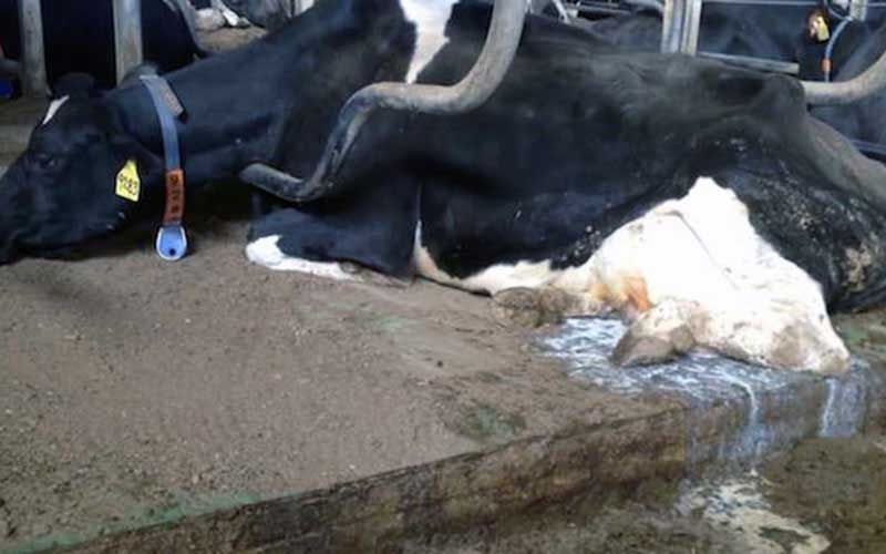 Une vache couchée dans une stalle, la tête au sol.