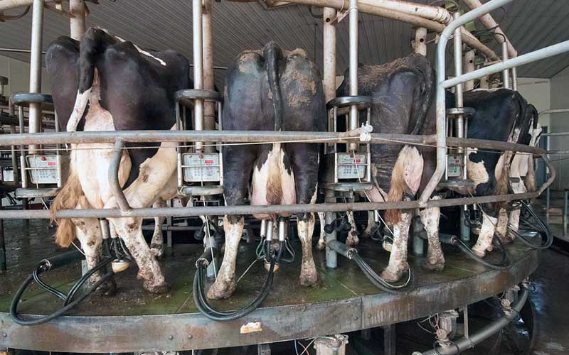 Vue arrière de vaches sur une plateforme de traite rotative munie de machines à traire.